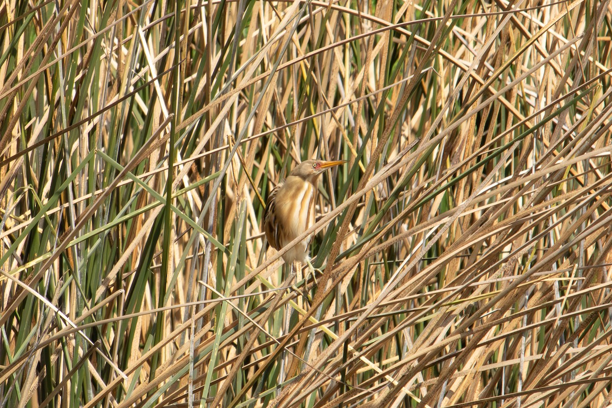 Stripe-backed Bittern - ML620378090