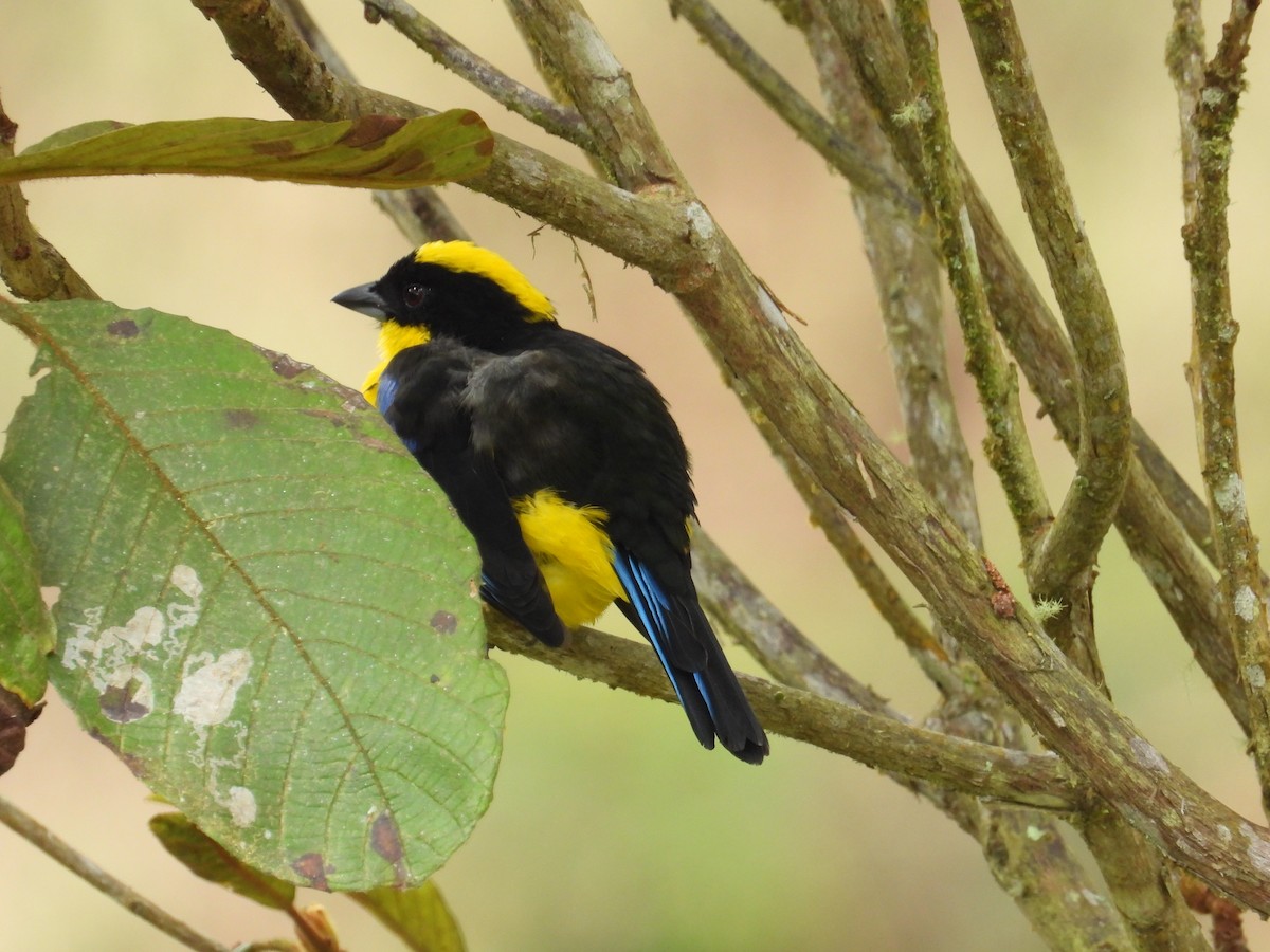 Blue-winged Mountain Tanager - ML620378094
