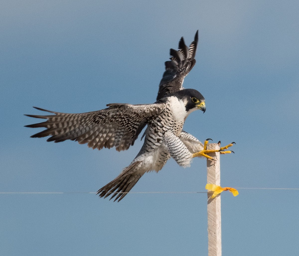 Peregrine Falcon - Tom Warren