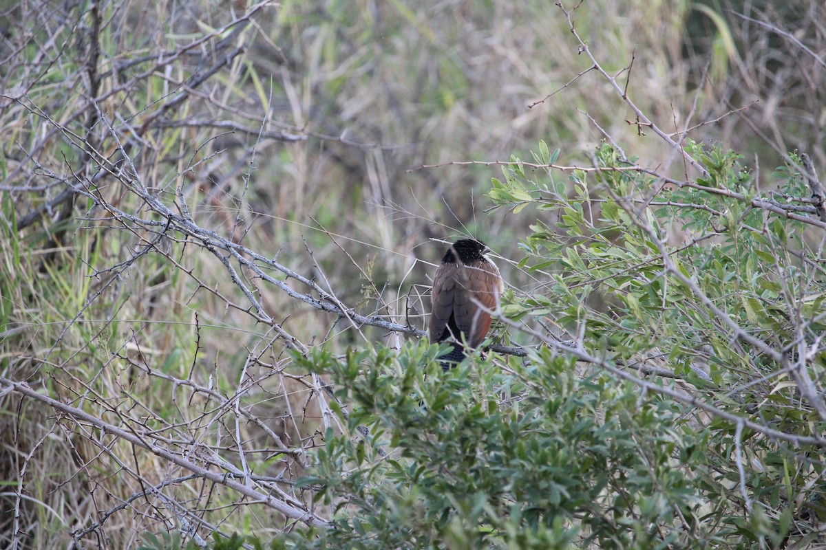 White-browed Coucal (Burchell's) - ML620378098