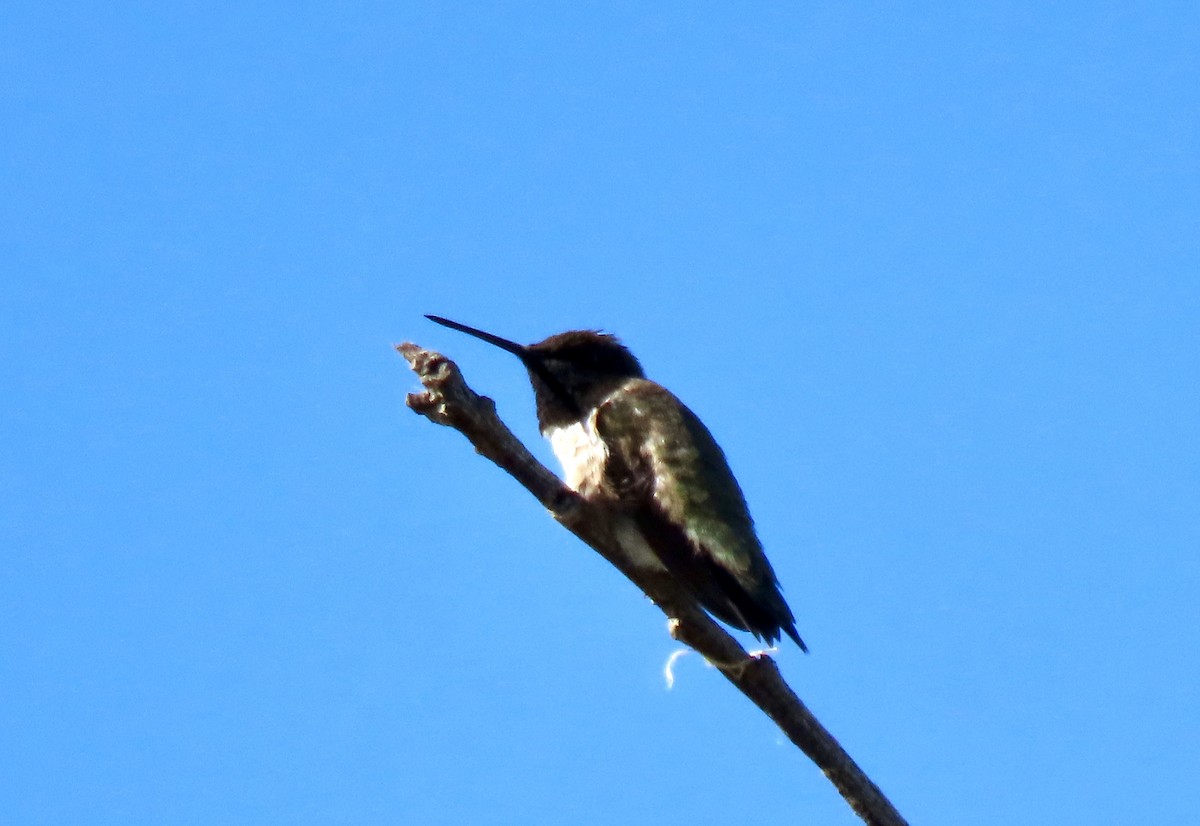 Black-chinned Hummingbird - ML620378100