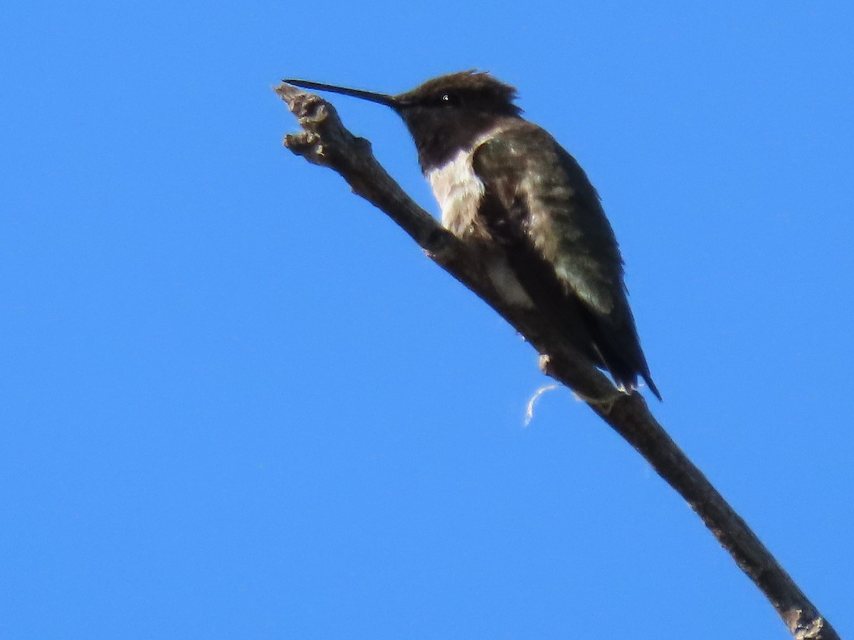 Black-chinned Hummingbird - ML620378101