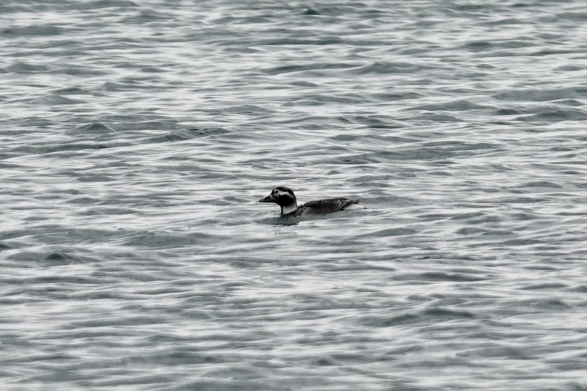 Long-tailed Duck - ML620378110