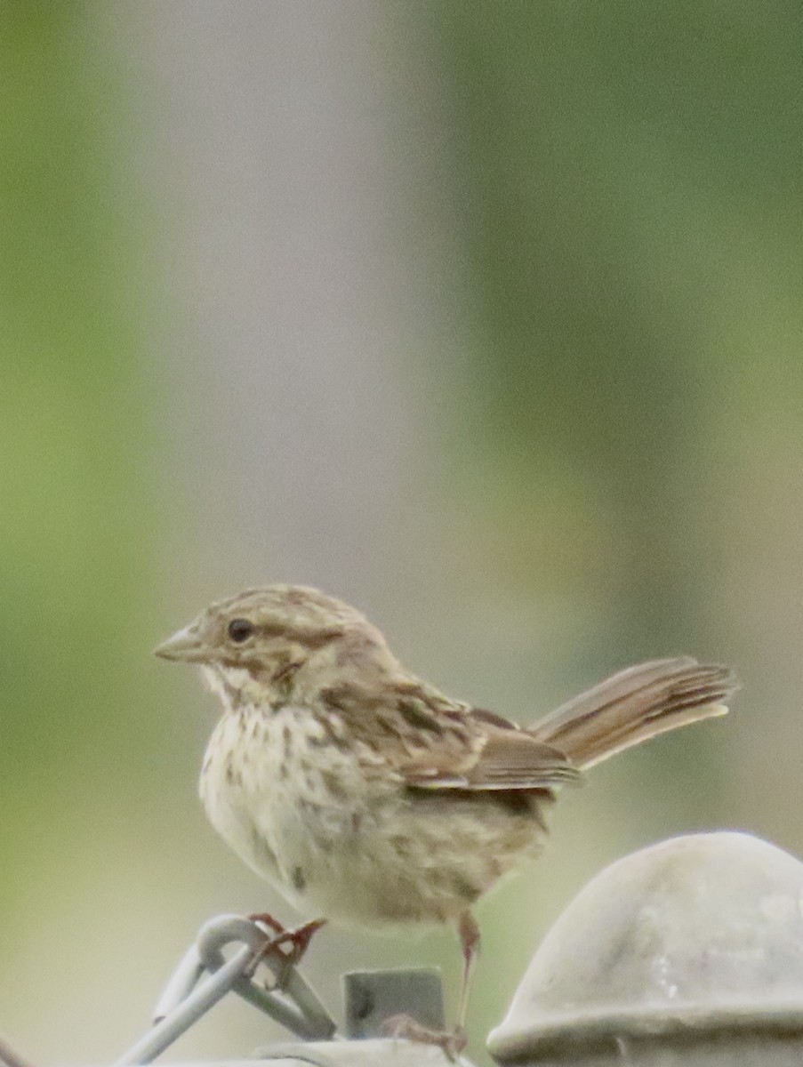 Song Sparrow - ML620378111