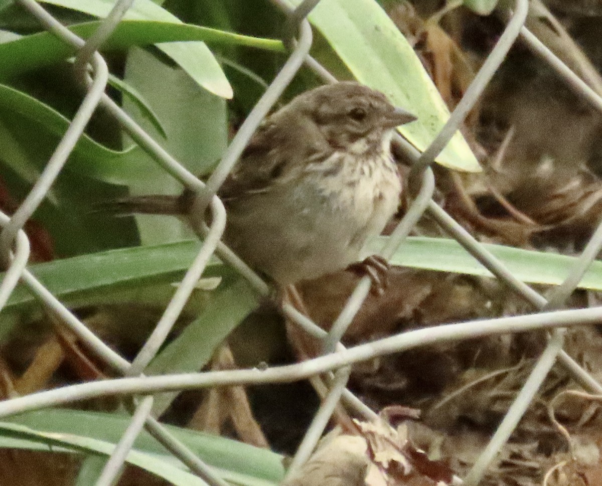 Song Sparrow - Nancy Salem