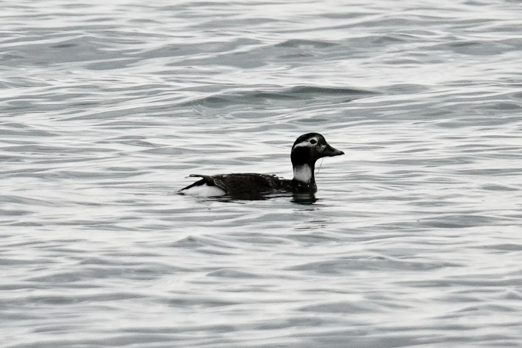 Long-tailed Duck - ML620378118