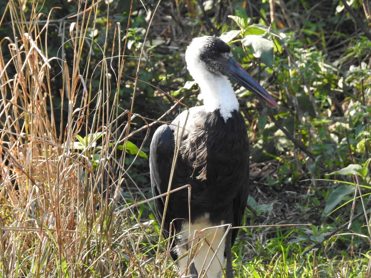 African Woolly-necked Stork - ML620378119