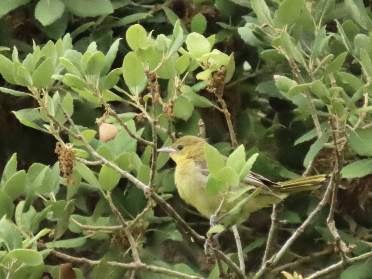 Hooded Oriole - ML620378120