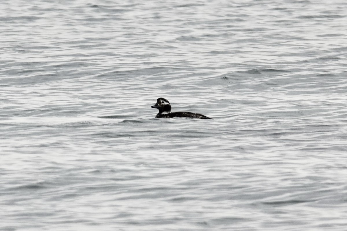 Long-tailed Duck - ML620378121