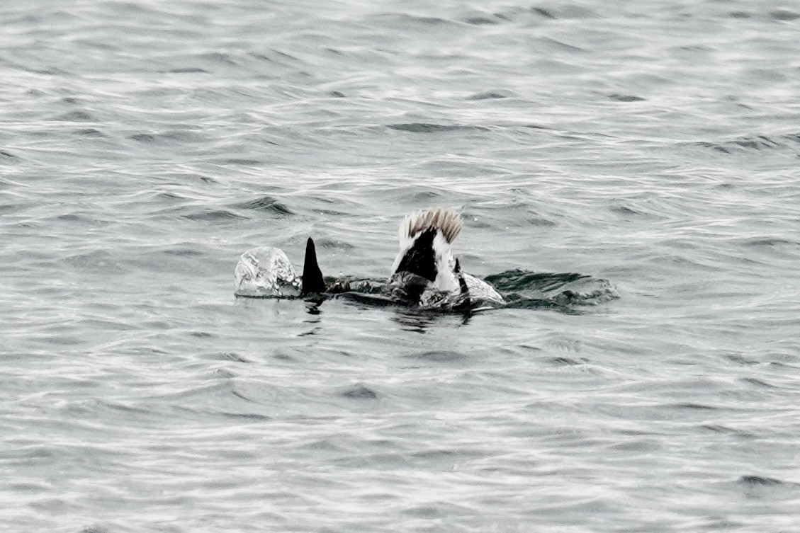 Long-tailed Duck - ML620378130