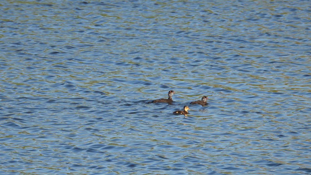 Canard colvert - ML620378132