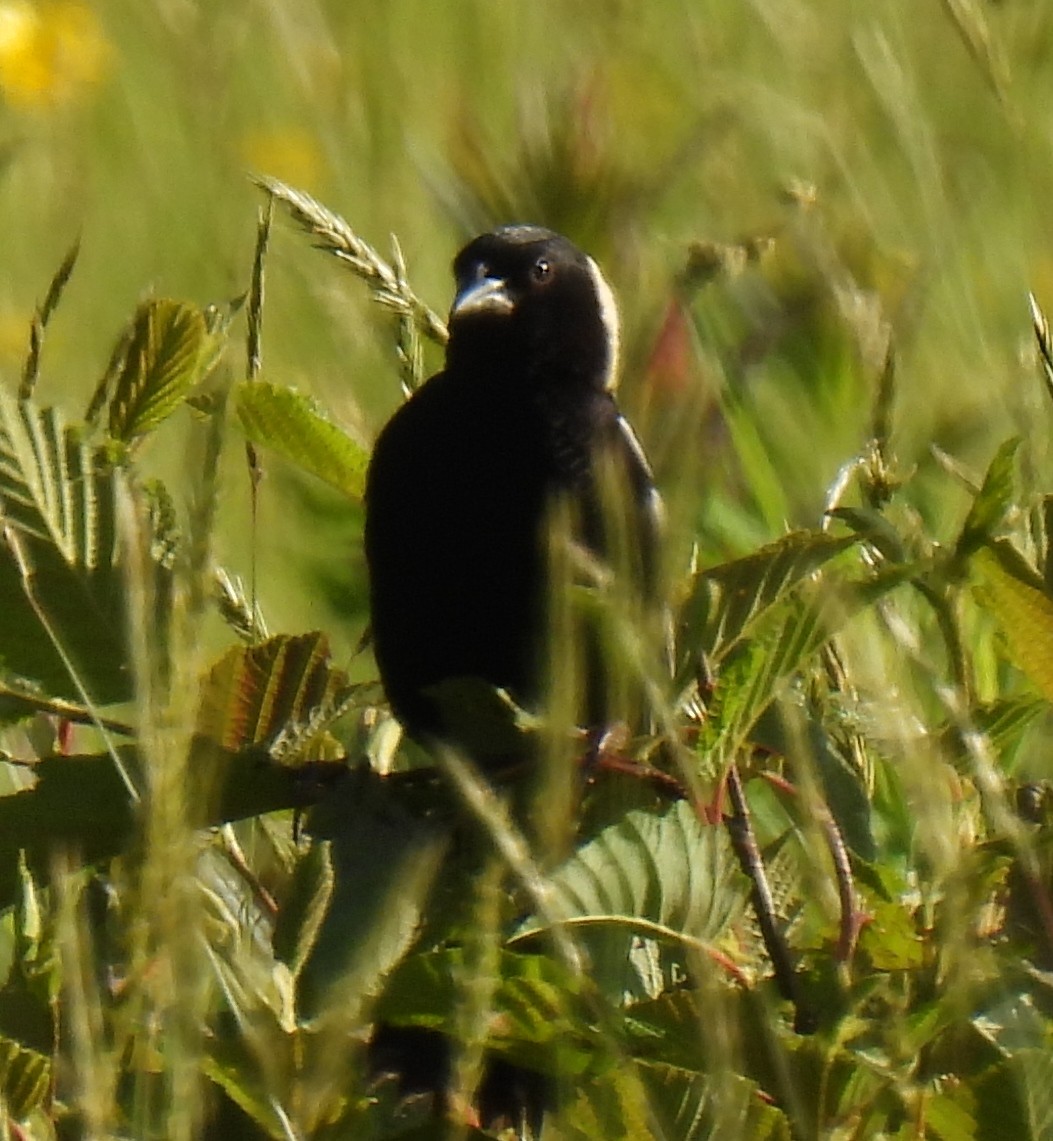 bobolink - ML620378136