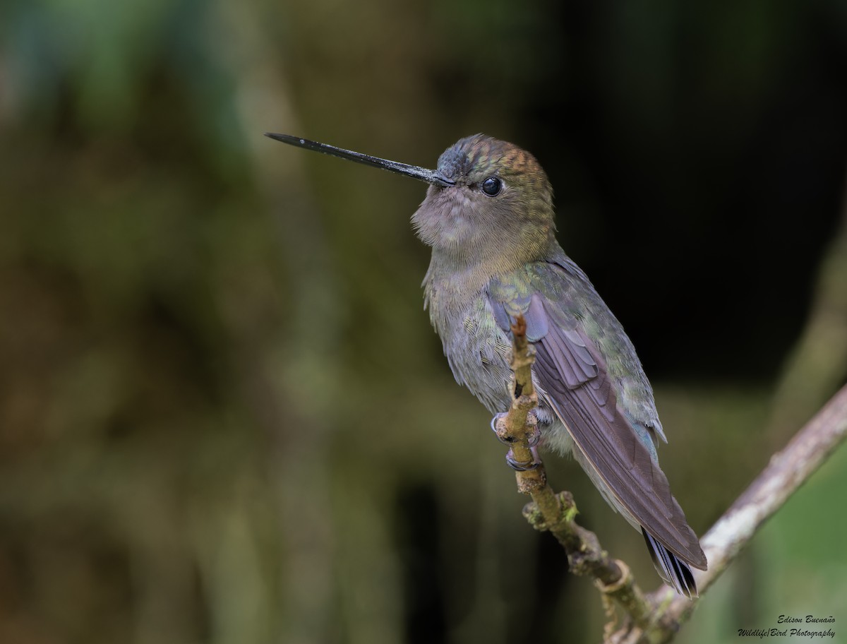 kolibřík zelenočelý - ML620378139