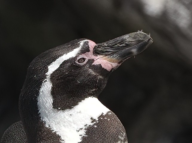 Pingüino de Humboldt - ML620378147