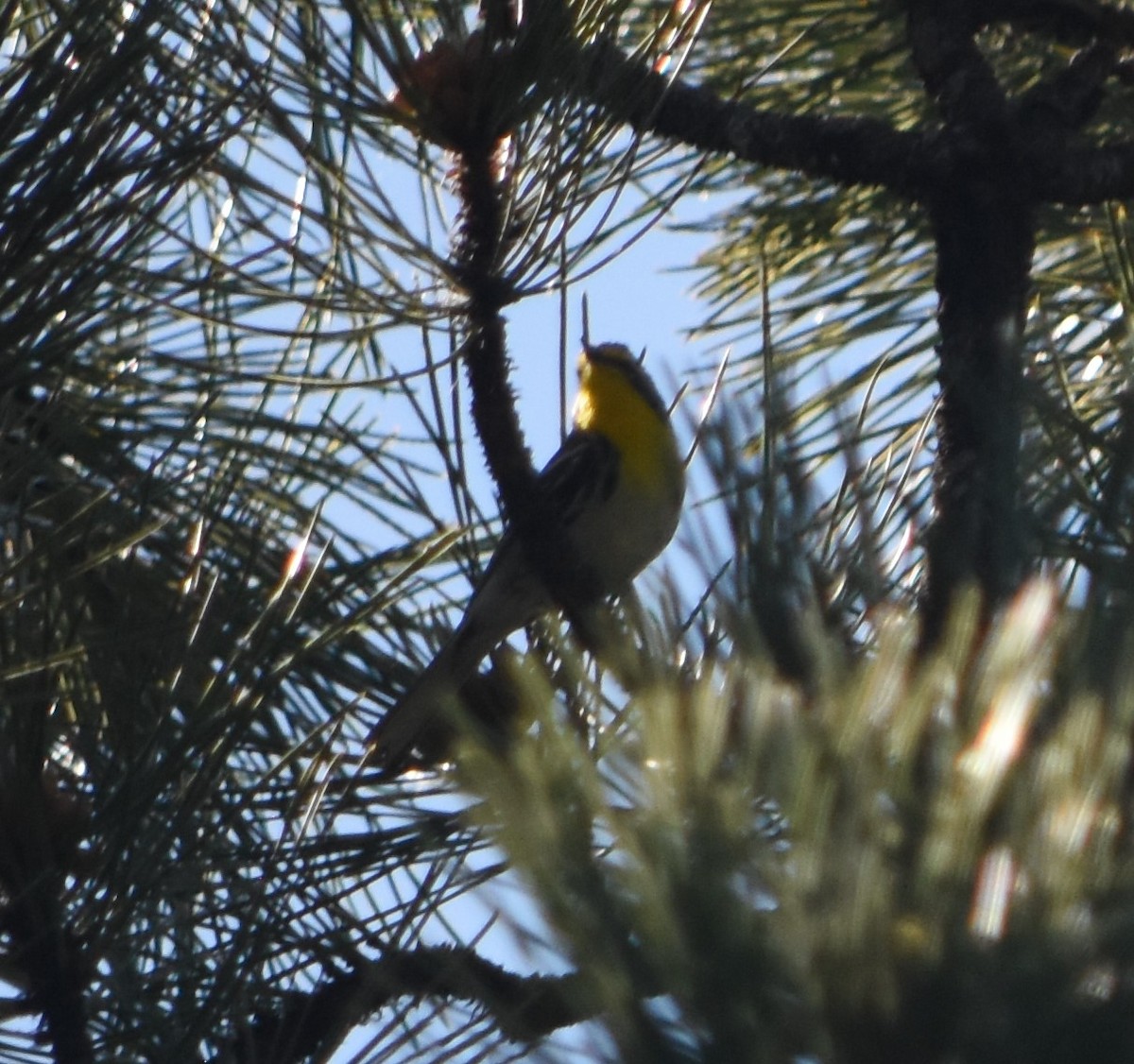 Grace's Warbler - ML620378151