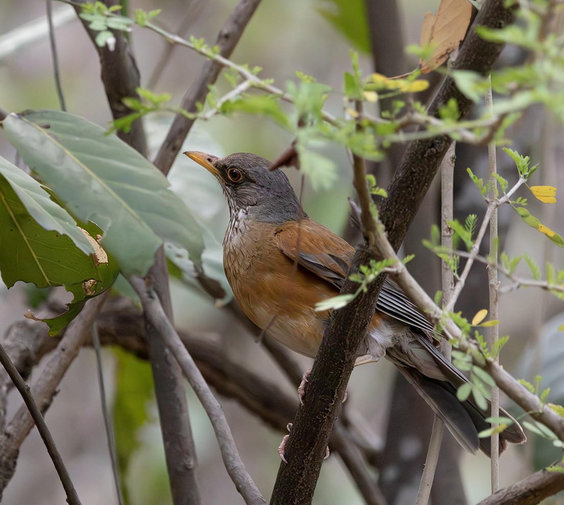 Rufous-backed Robin - ML620378159