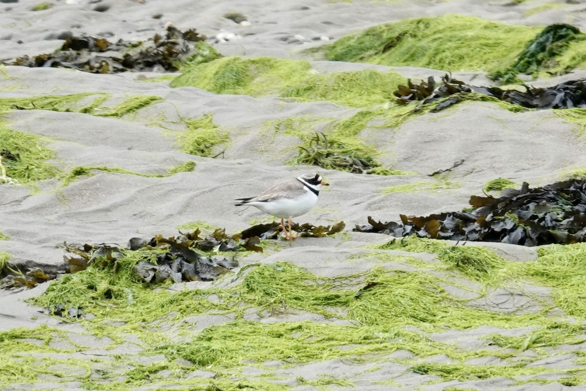 Common Ringed Plover - ML620378165