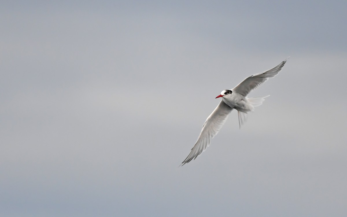 South American Tern - ML620378177