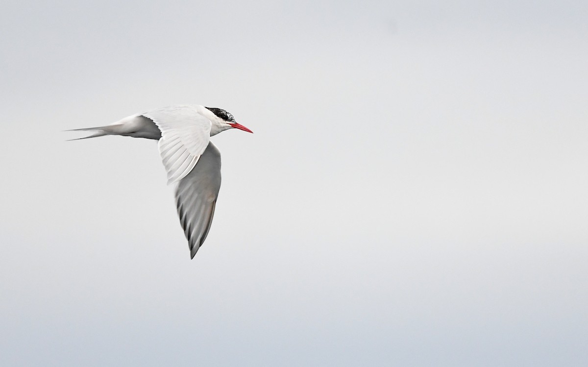 South American Tern - ML620378181