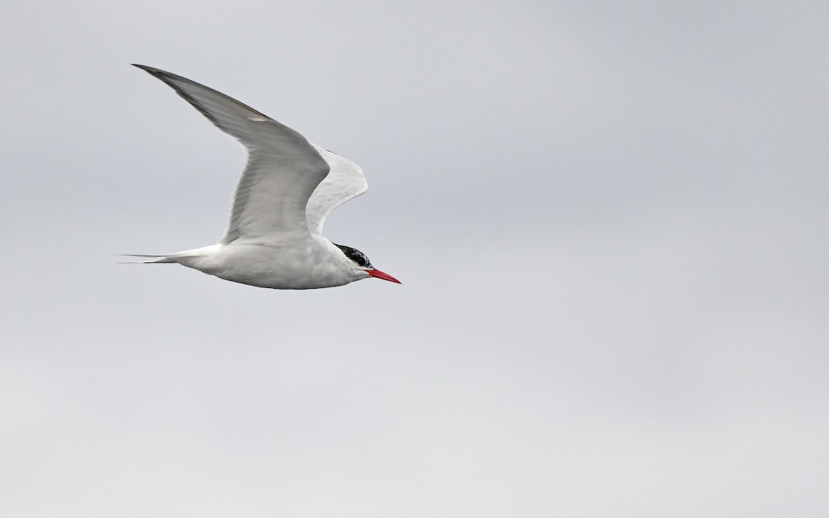 South American Tern - ML620378183