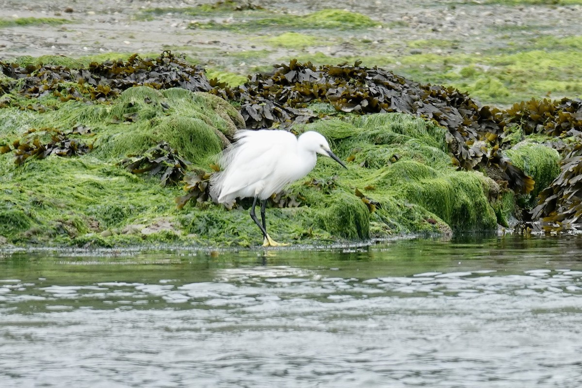 Little Egret - ML620378207