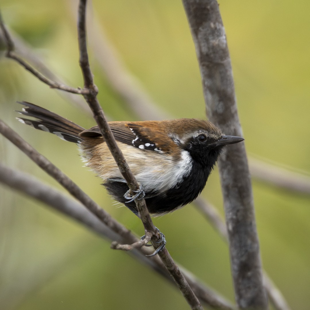 Rusty-backed Antwren - ML620378215