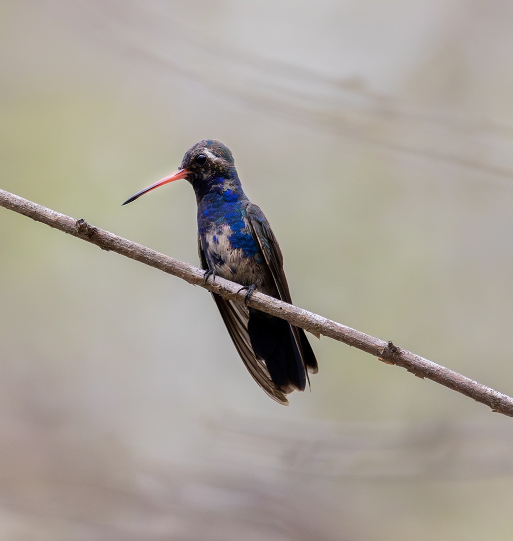 Colibrí Piquiancho de Guerrero - ML620378217