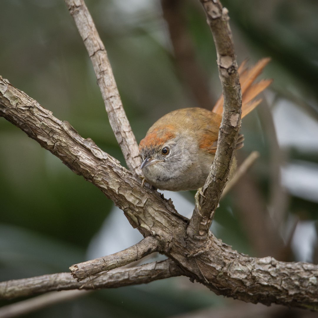 Sooty-fronted Spinetail - ML620378221