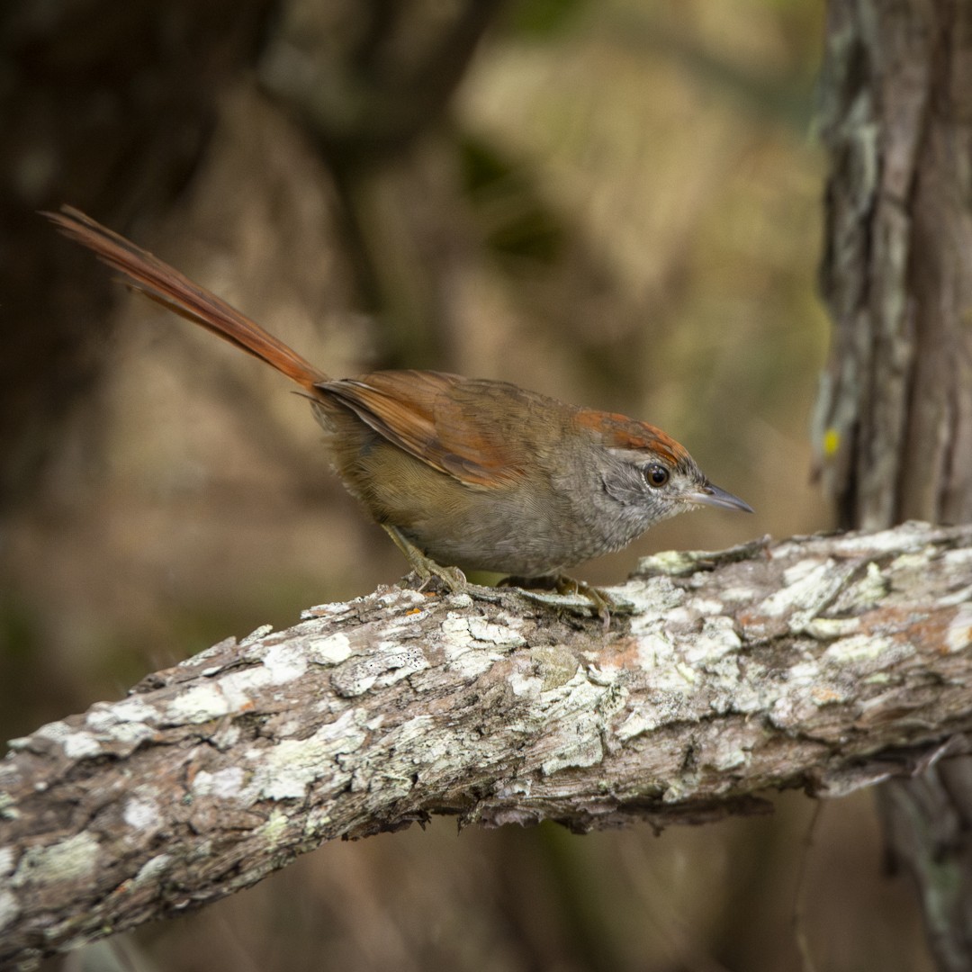 Sooty-fronted Spinetail - ML620378222