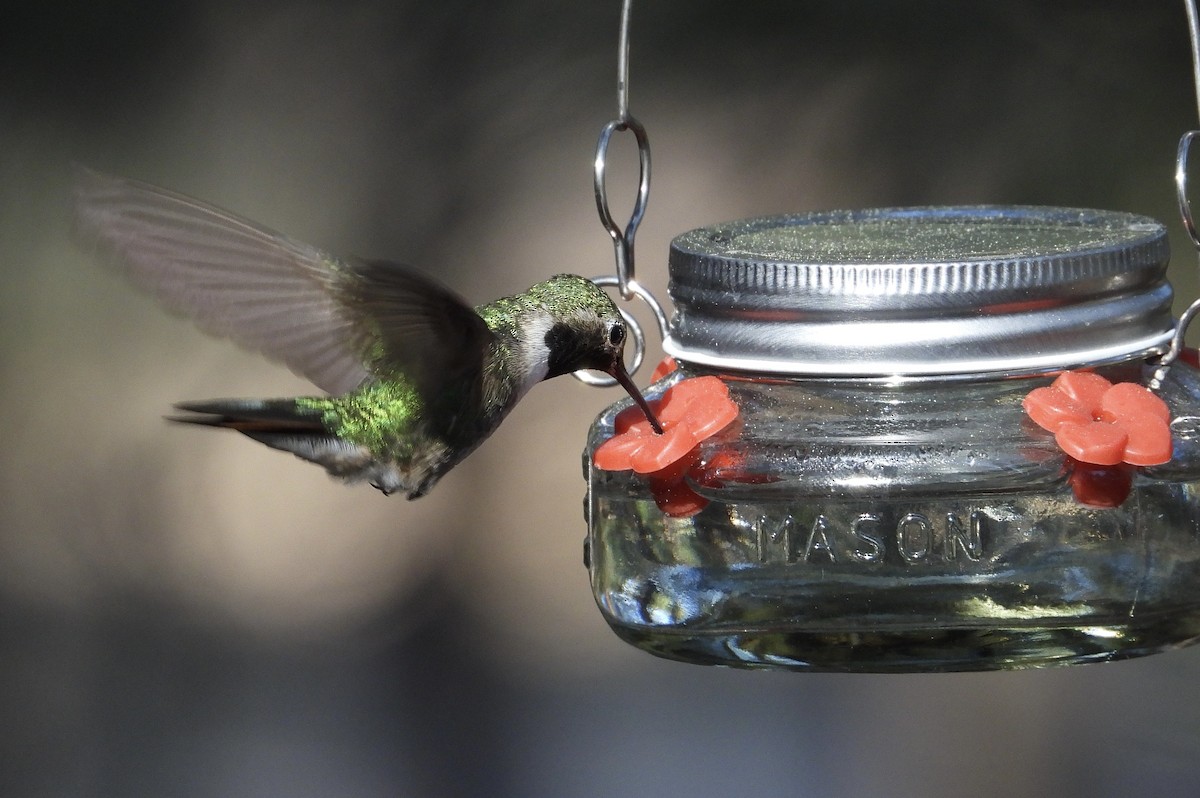 Broad-tailed Hummingbird - ML620378226
