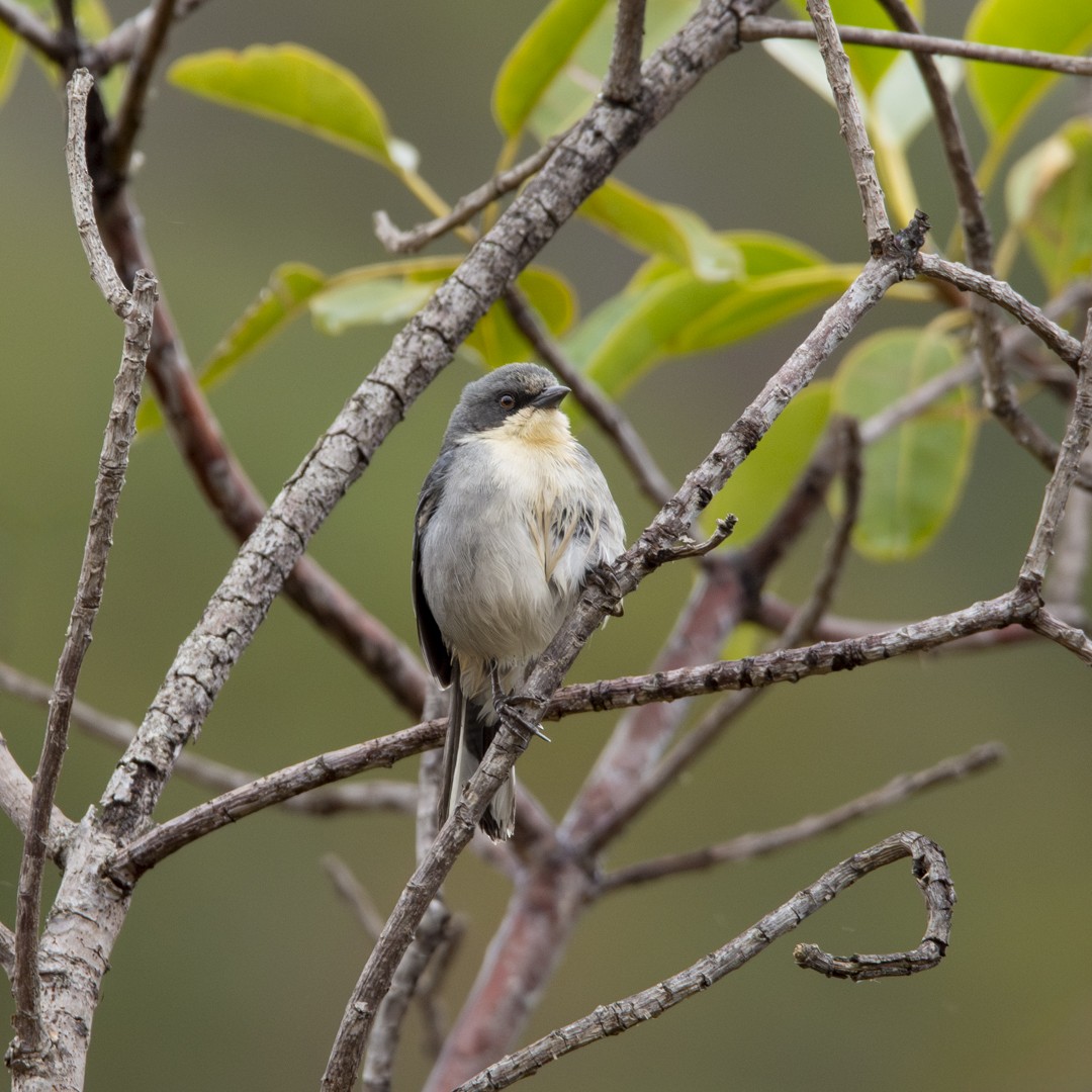 Cinereous Warbling Finch - ML620378238