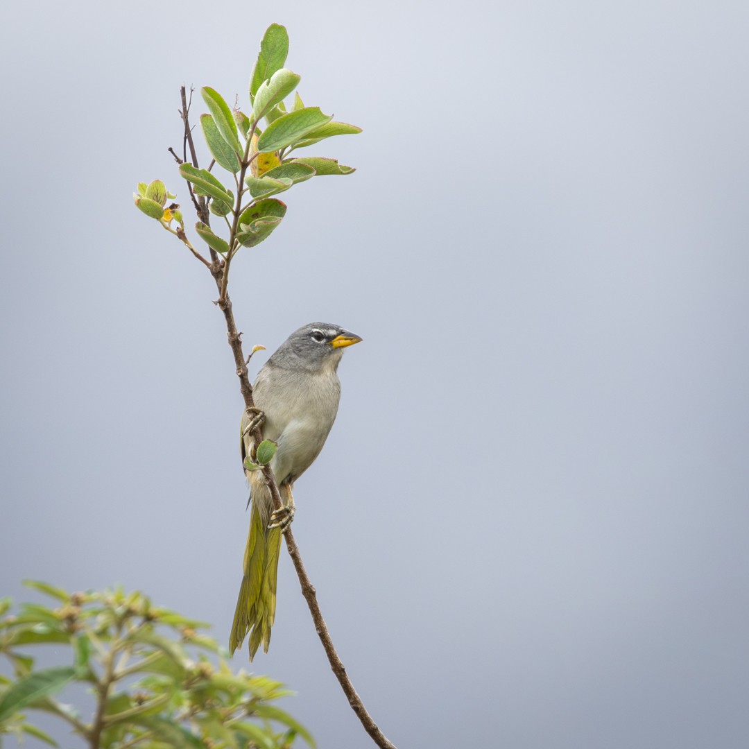 Pale-throated Pampa-Finch - ML620378239