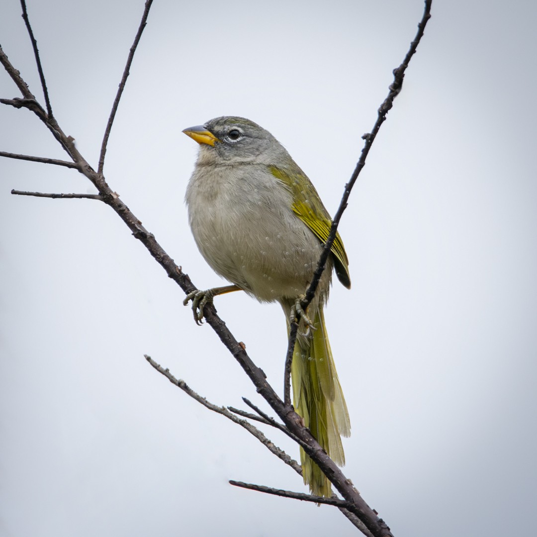 Pale-throated Pampa-Finch - ML620378240
