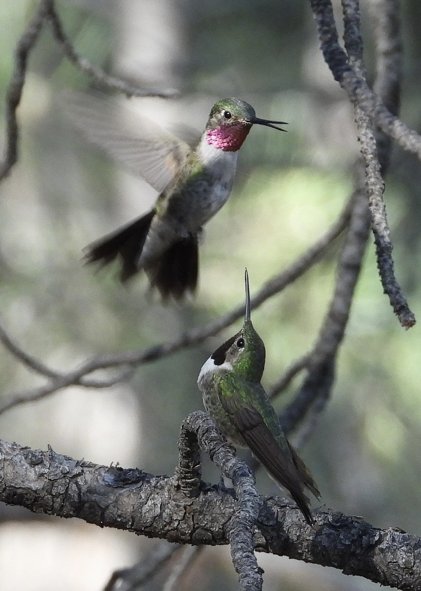 Broad-tailed Hummingbird - ML620378242