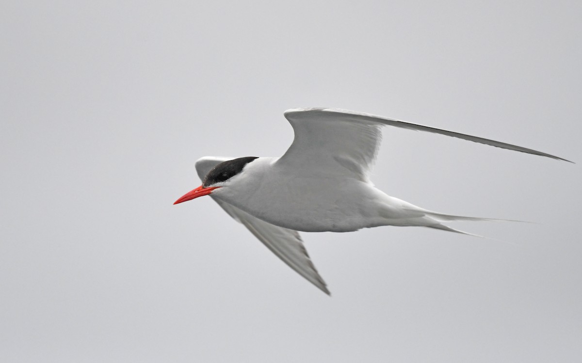 South American Tern - ML620378256