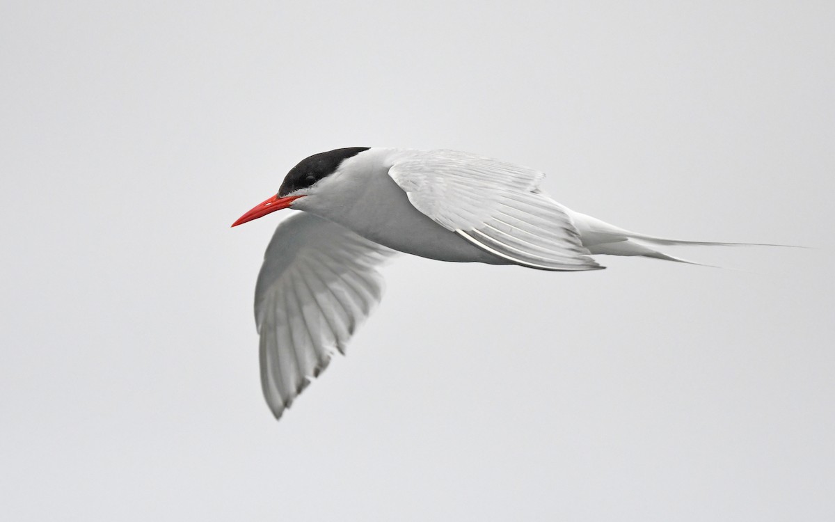 South American Tern - Christoph Moning