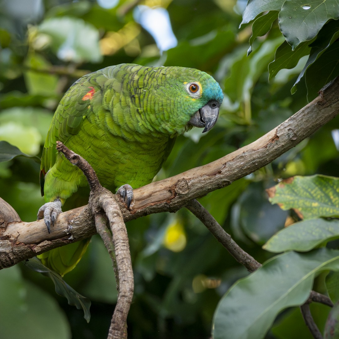 Turquoise-fronted Parrot - ML620378258