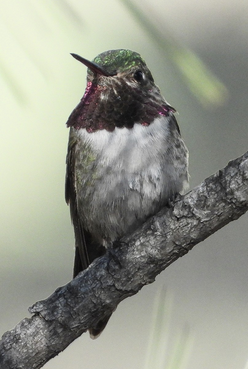 Broad-tailed Hummingbird - ML620378262