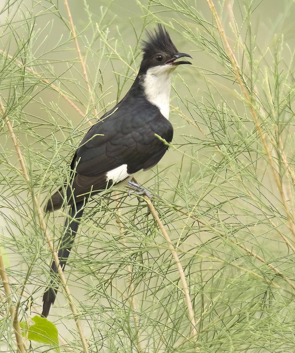 斑翅鳳頭鵑 - ML620378273