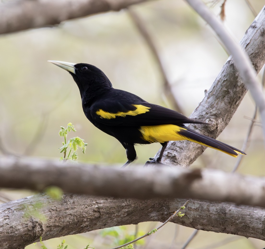 Yellow-winged Cacique - ML620378282