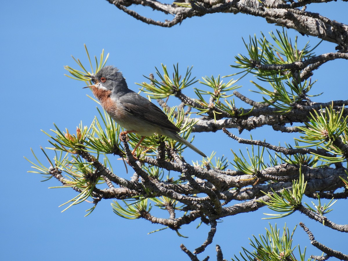 Eastern Subalpine Warbler - ML620378286