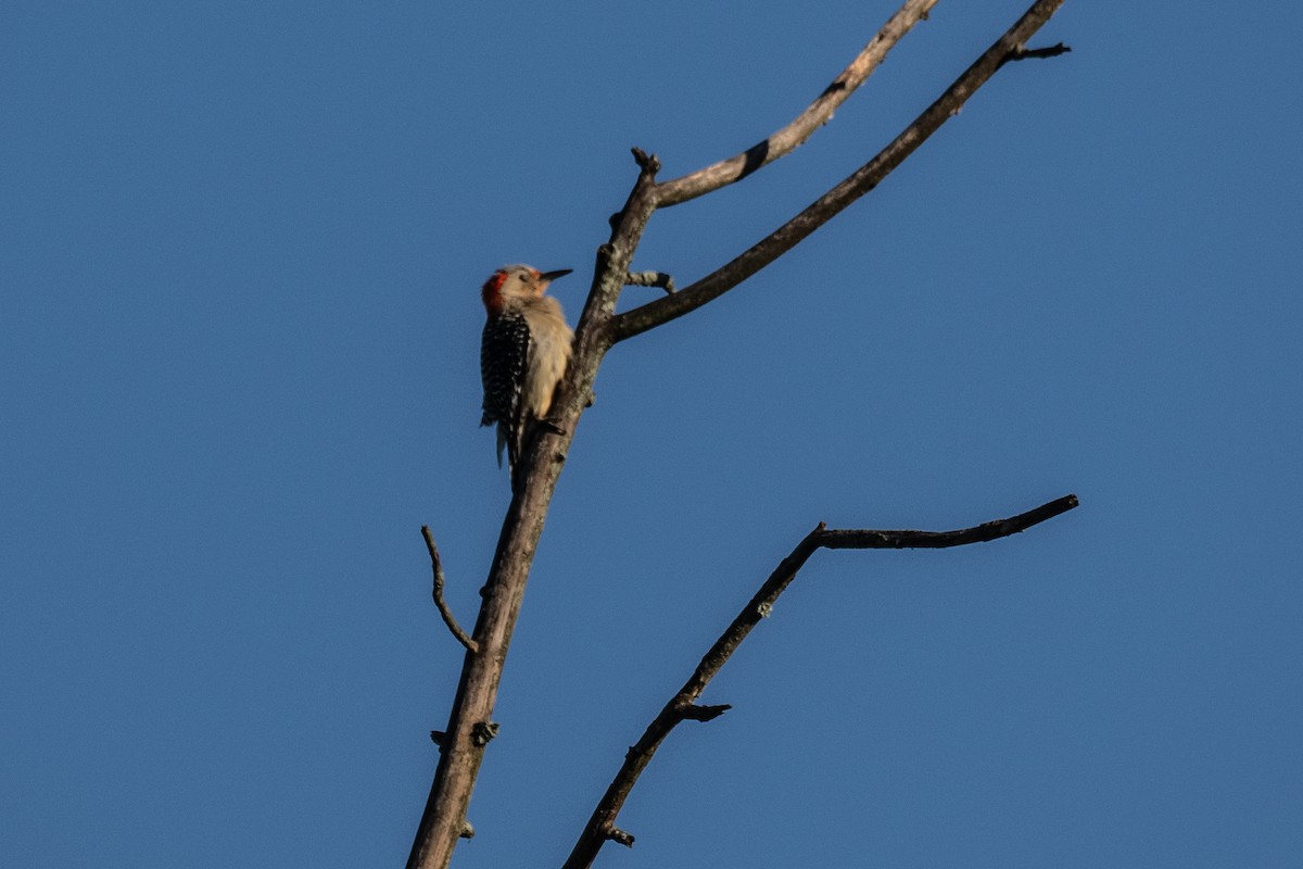 Red-bellied Woodpecker - ML620378288