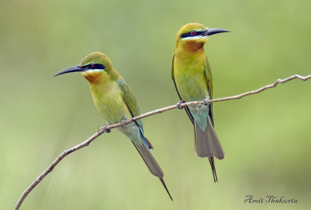 Blue-tailed Bee-eater - ML620378290