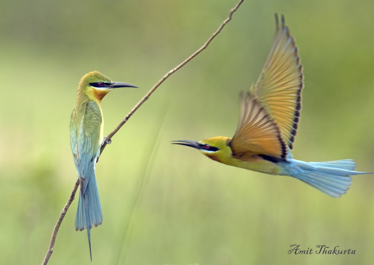 Blue-tailed Bee-eater - ML620378291
