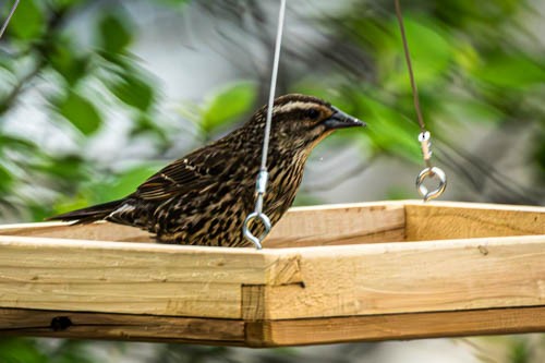 Red-winged Blackbird - ML620378303