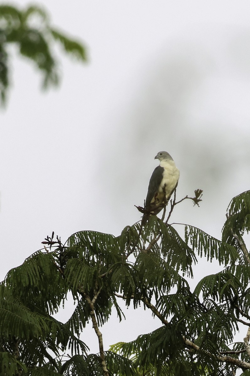 Gray-headed Kite - ML620378318