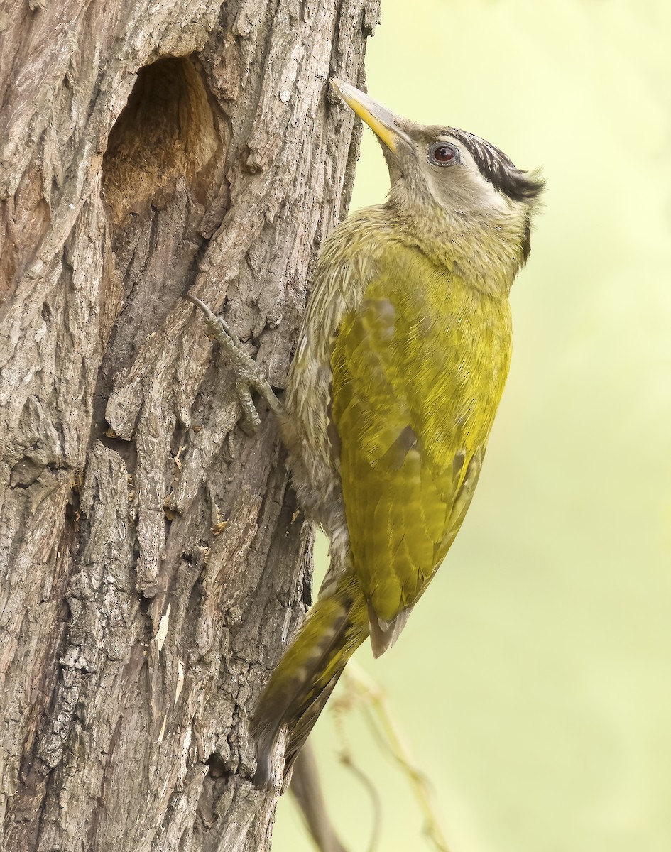 Streak-throated Woodpecker - ML620378319