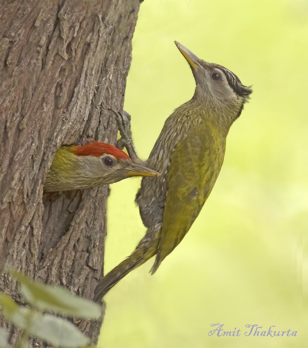 Streak-throated Woodpecker - ML620378320