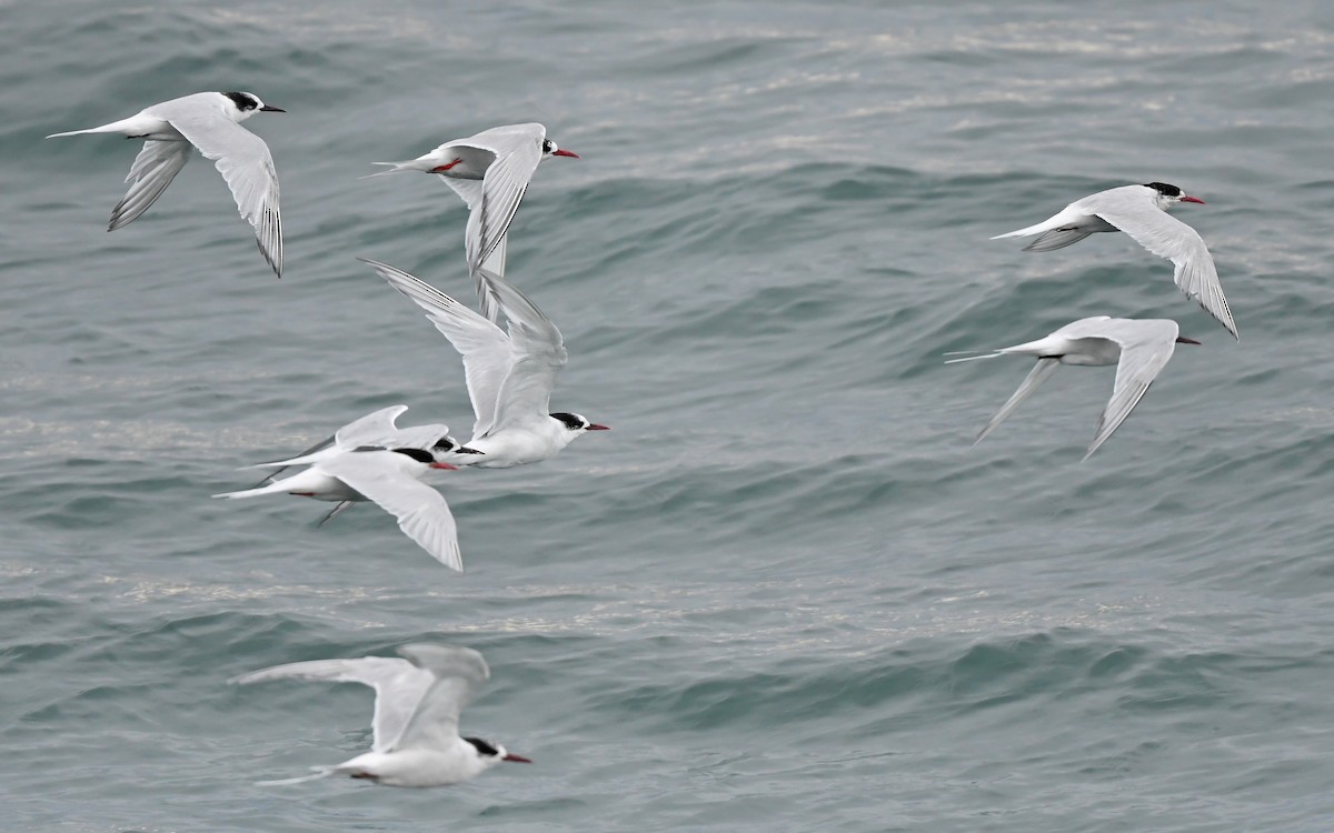 South American Tern - ML620378325