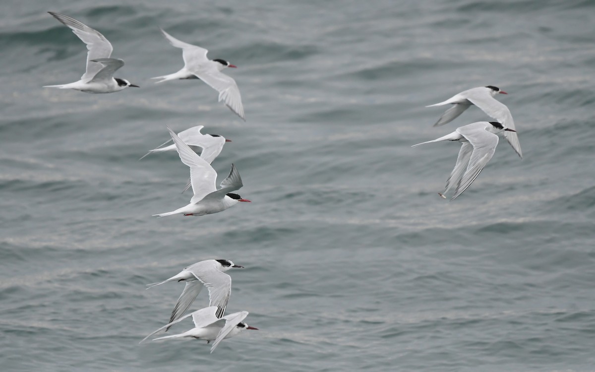 South American Tern - ML620378332